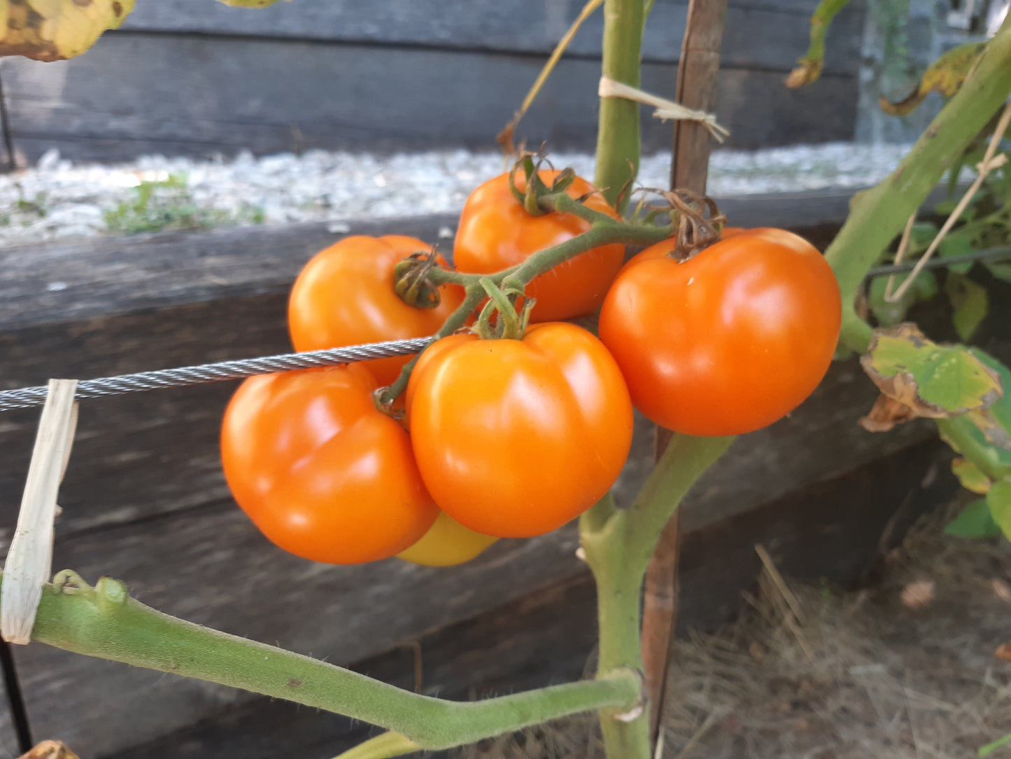 Ambre DER TOMATENFLÜSTERER