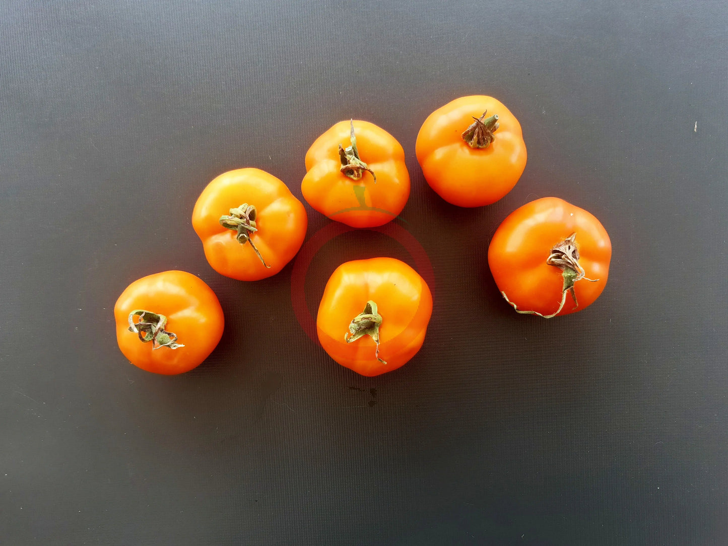 Ambre DER TOMATENFLÜSTERER