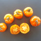 Ambre DER TOMATENFLÜSTERER
