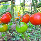 Améliorée de Montlhéry DER TOMATENFLÜSTERER