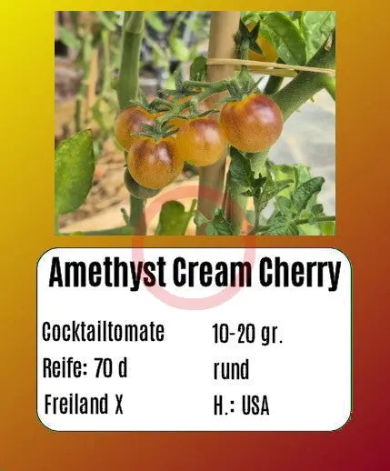 Amethyst Cream Cherry DER TOMATENFLÜSTERER