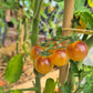 Amethyst Cream Cherry DER TOMATENFLÜSTERER