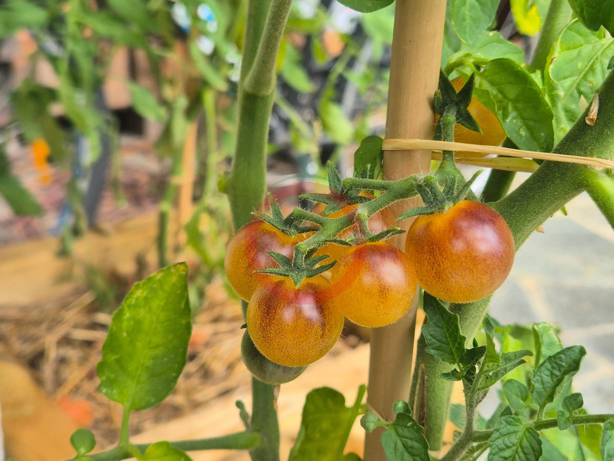 Amethyst Cream Cherry DER TOMATENFLÜSTERER
