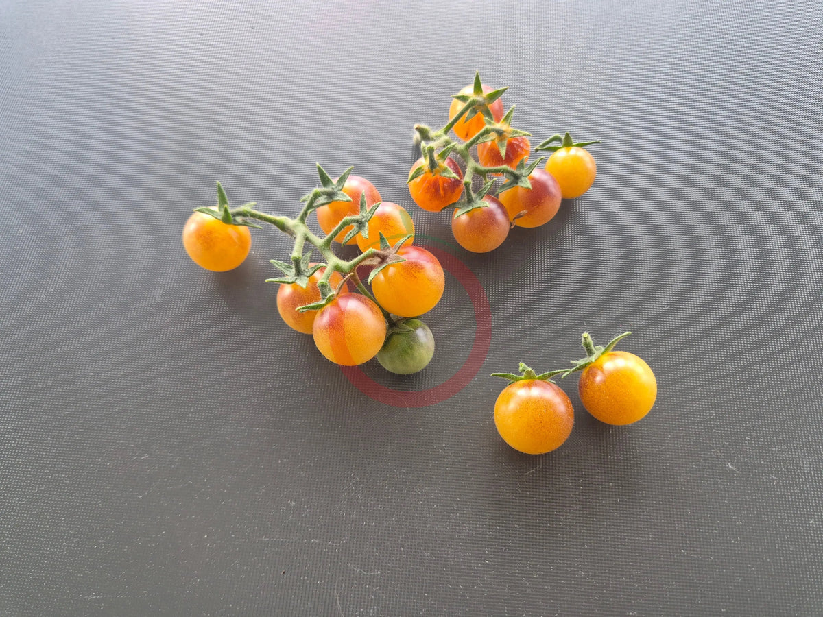 Amethyst Cream Cherry DER TOMATENFLÜSTERER