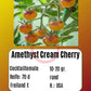Amethyst Cream Cherry DER TOMATENFLÜSTERER