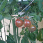 Amethyst Cream Cherry DER TOMATENFLÜSTERER