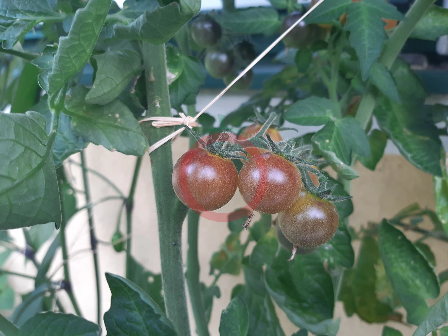 Amethyst Cream Cherry DER TOMATENFLÜSTERER