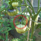 Amethyst Jewel DER TOMATENFLÜSTERER