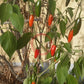 Amigo Diablo DER TOMATENFLÜSTERER