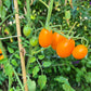 Amish Cherry DER TOMATENFLÜSTERER