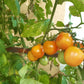 Amy´s Apricot DER TOMATENFLÜSTERER