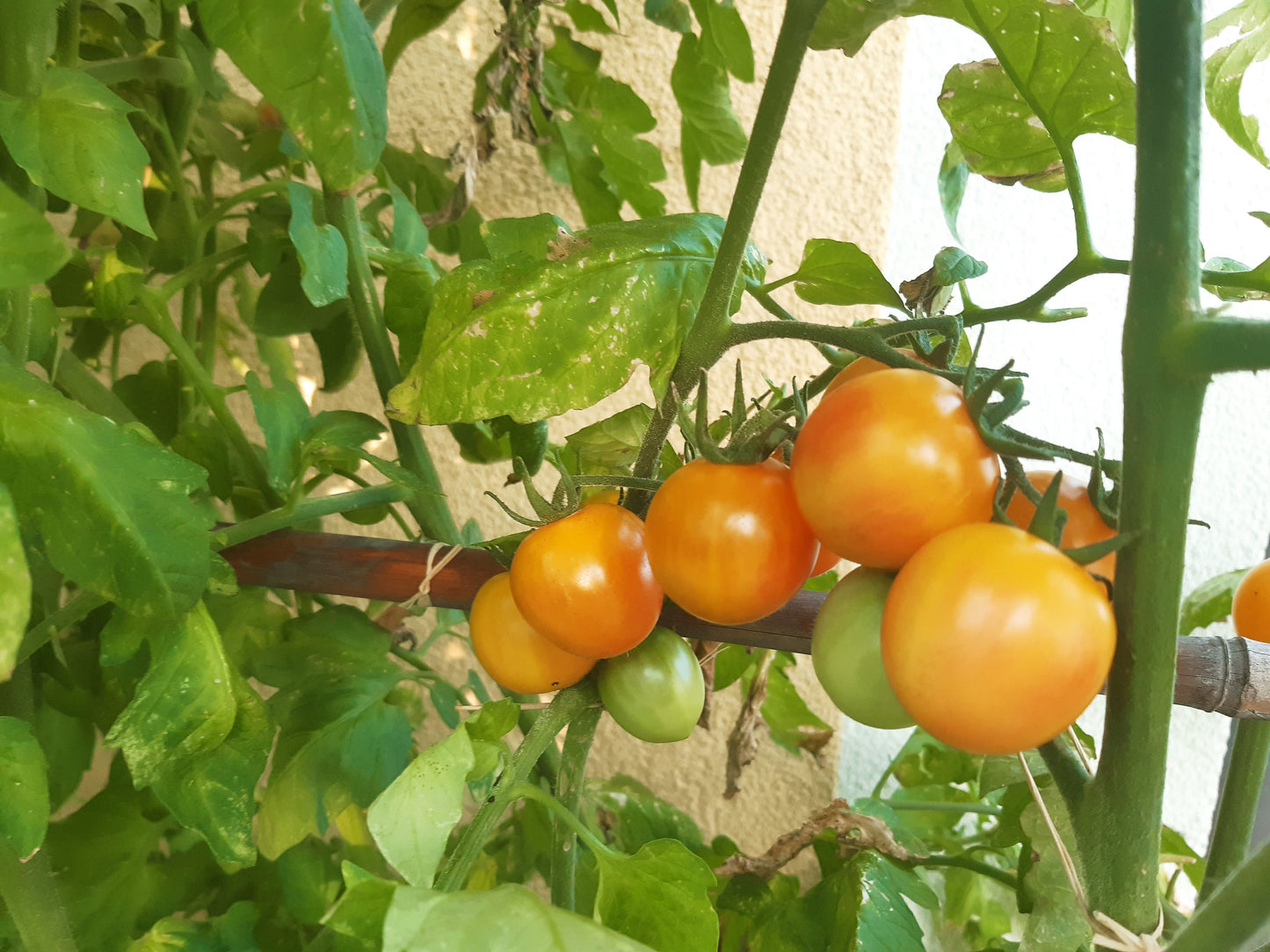 Amy´s Apricot DER TOMATENFLÜSTERER