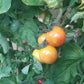 Amy´s Apricot DER TOMATENFLÜSTERER
