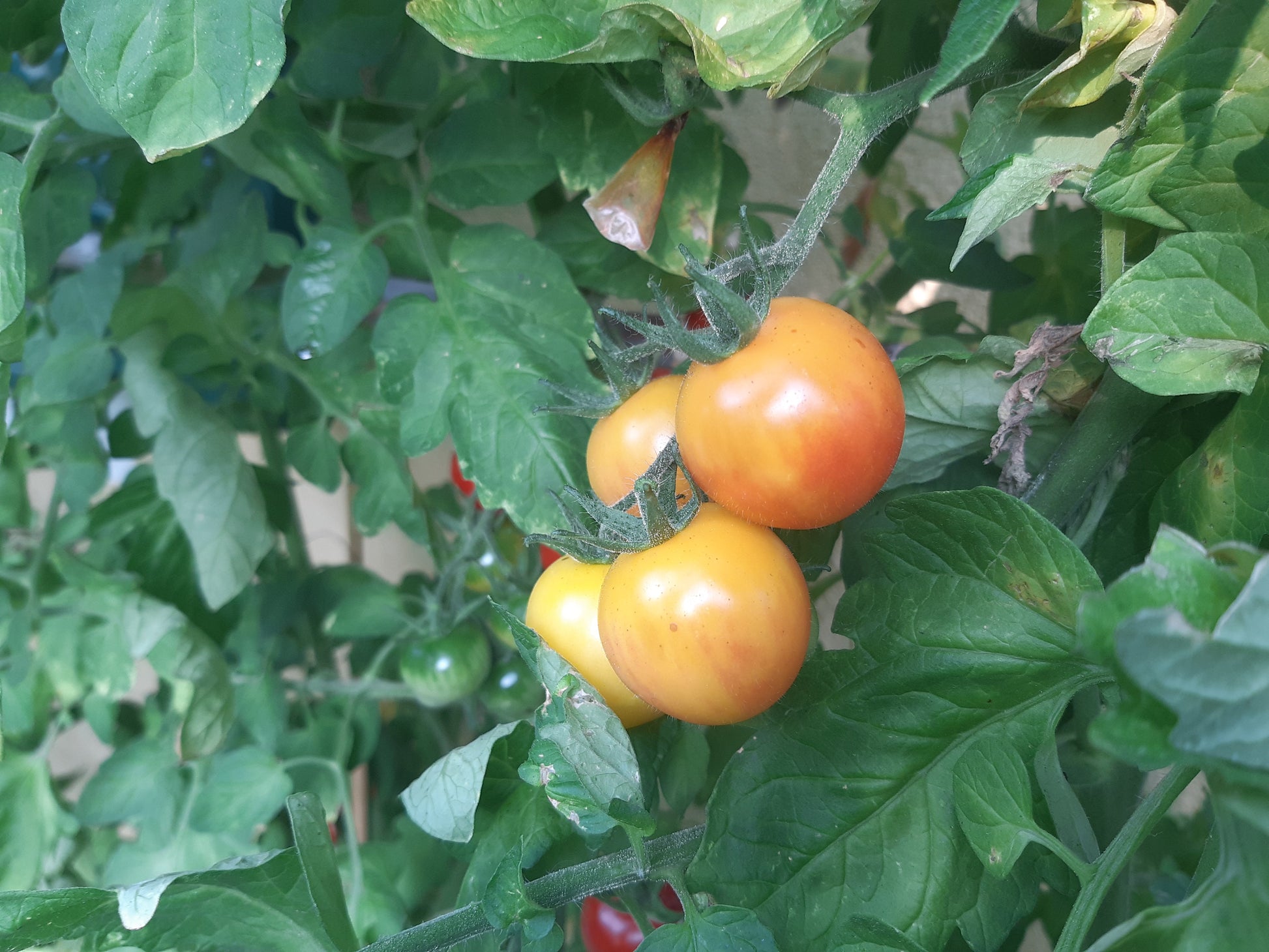 Amy´s Apricot DER TOMATENFLÜSTERER