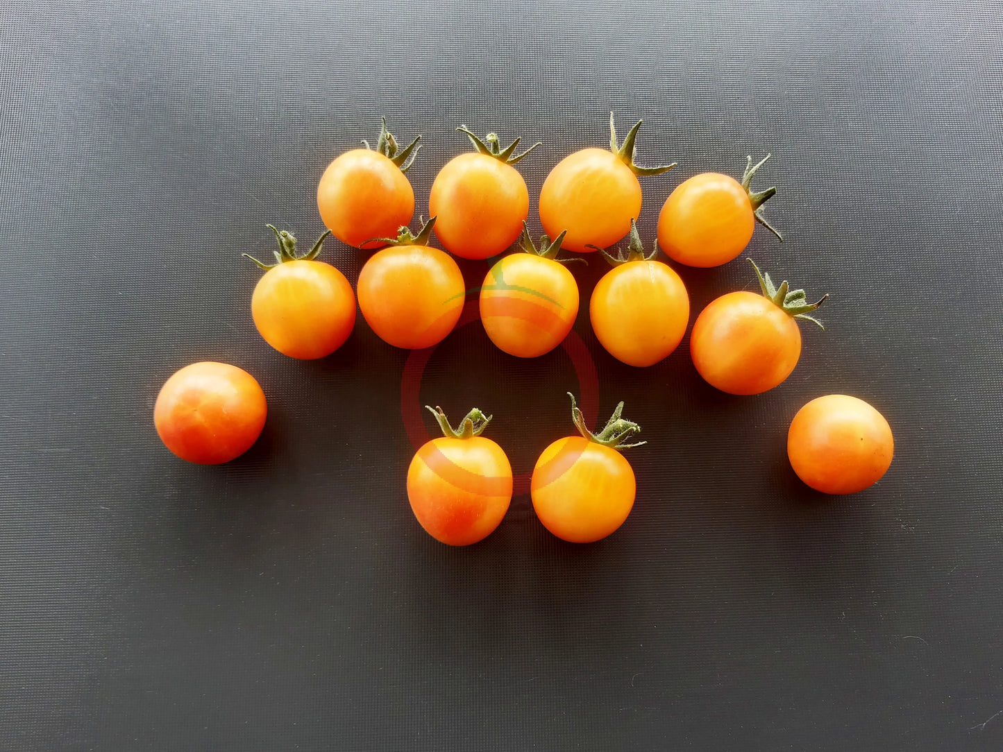 Amy´s Apricot DER TOMATENFLÜSTERER