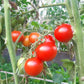 Amy´s Sugar Gem DER TOMATENFLÜSTERER