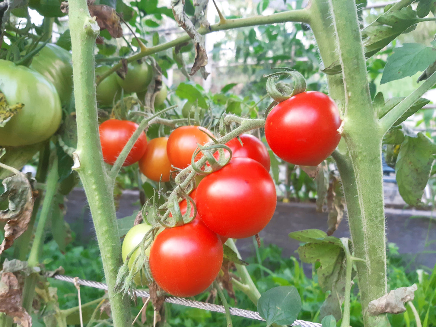 Amy´s Sugar Gem DER TOMATENFLÜSTERER