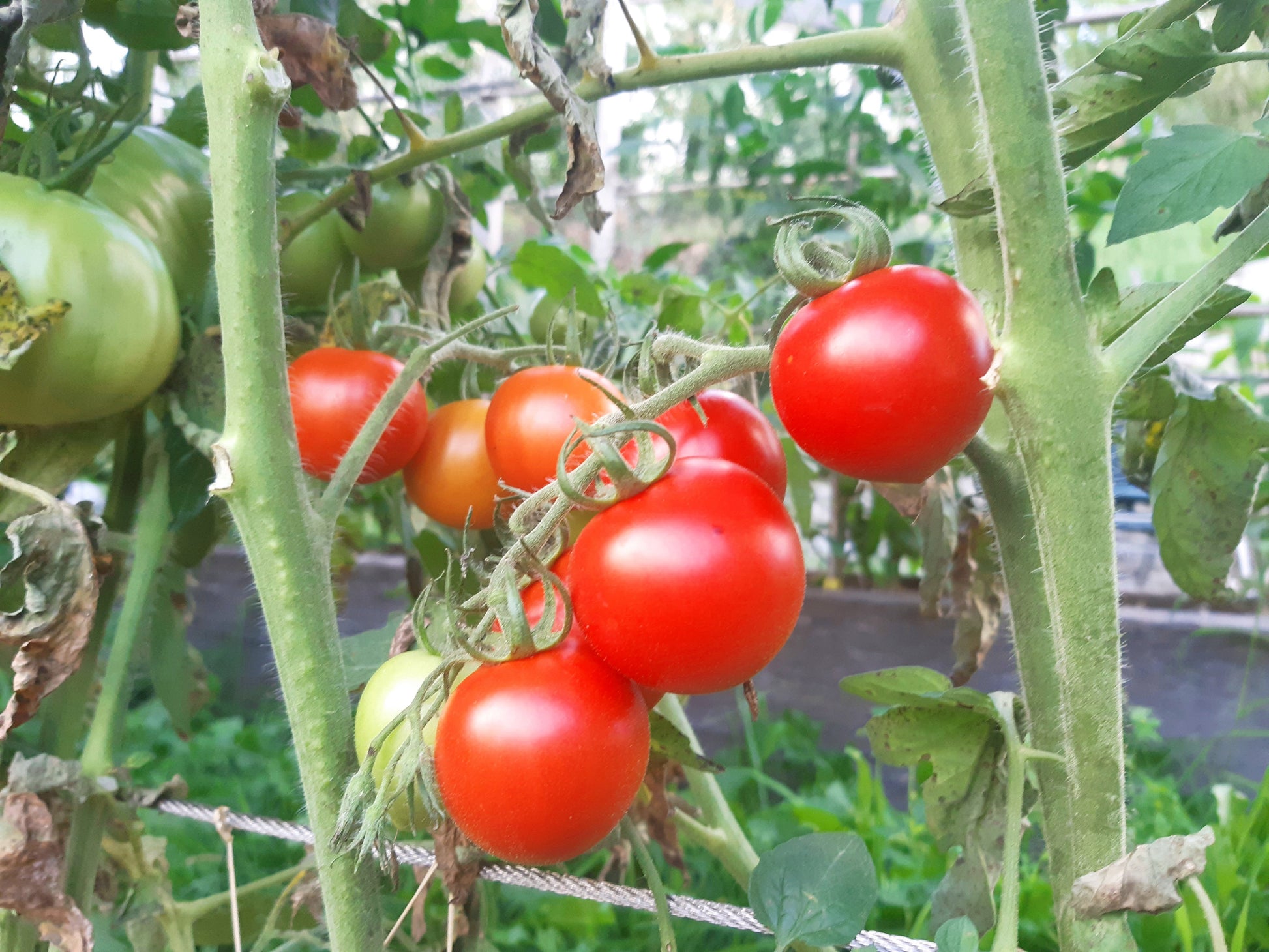 Amy´s Sugar Gem DER TOMATENFLÜSTERER