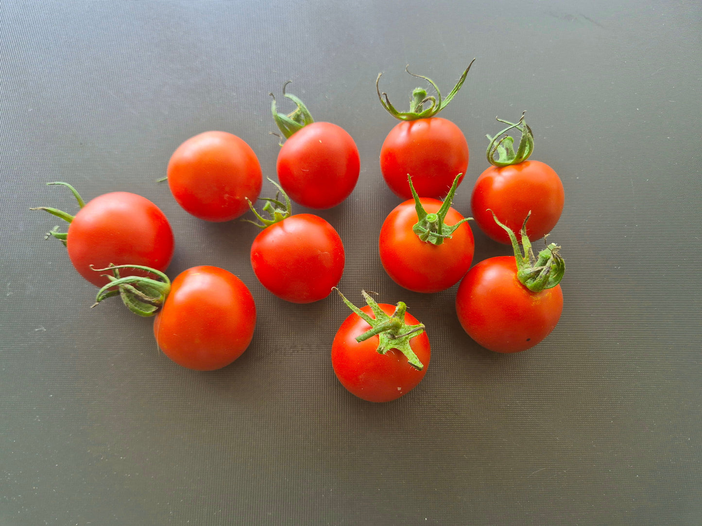 Amy´s Sugar Gem DER TOMATENFLÜSTERER