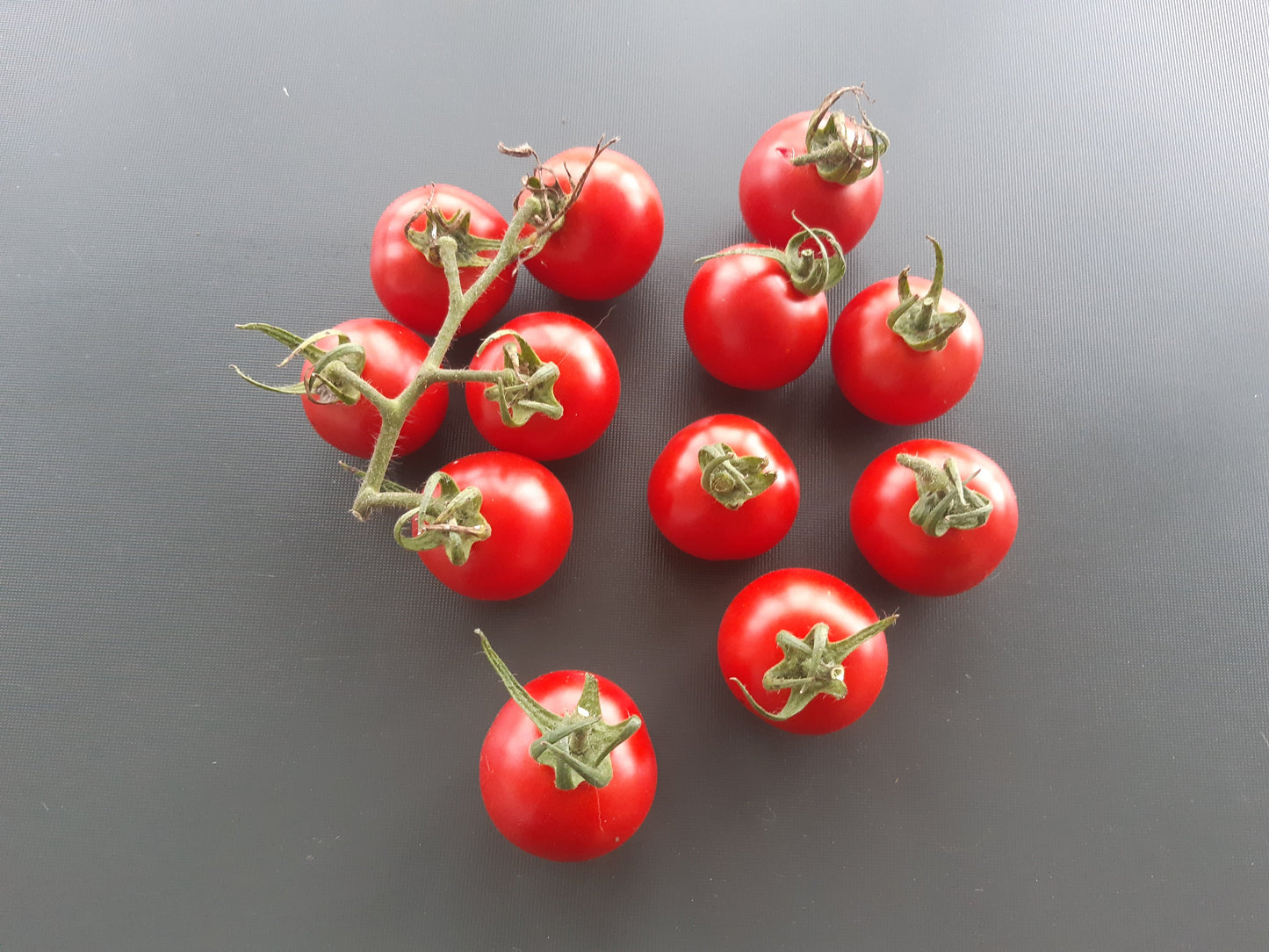 Amy´s Sugar Gem DER TOMATENFLÜSTERER