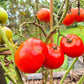 Anahit DER TOMATENFLÜSTERER