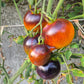 Ananas Bleu DER TOMATENFLÜSTERER