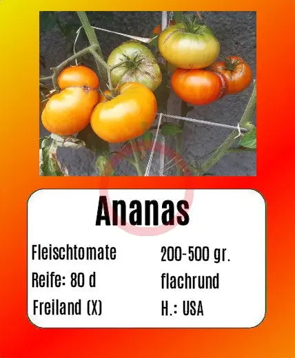Ananas DER TOMATENFLÜSTERER