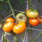 Ananas DER TOMATENFLÜSTERER