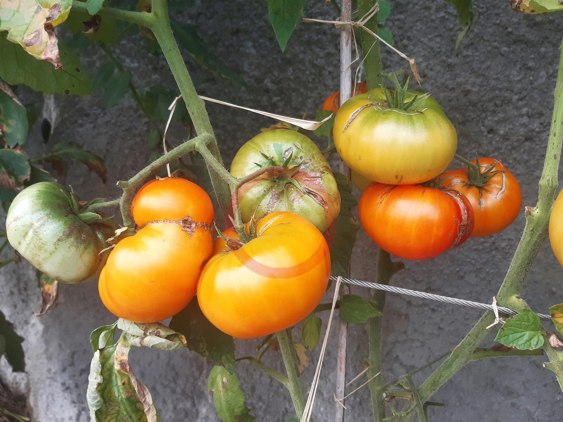 Ananas DER TOMATENFLÜSTERER