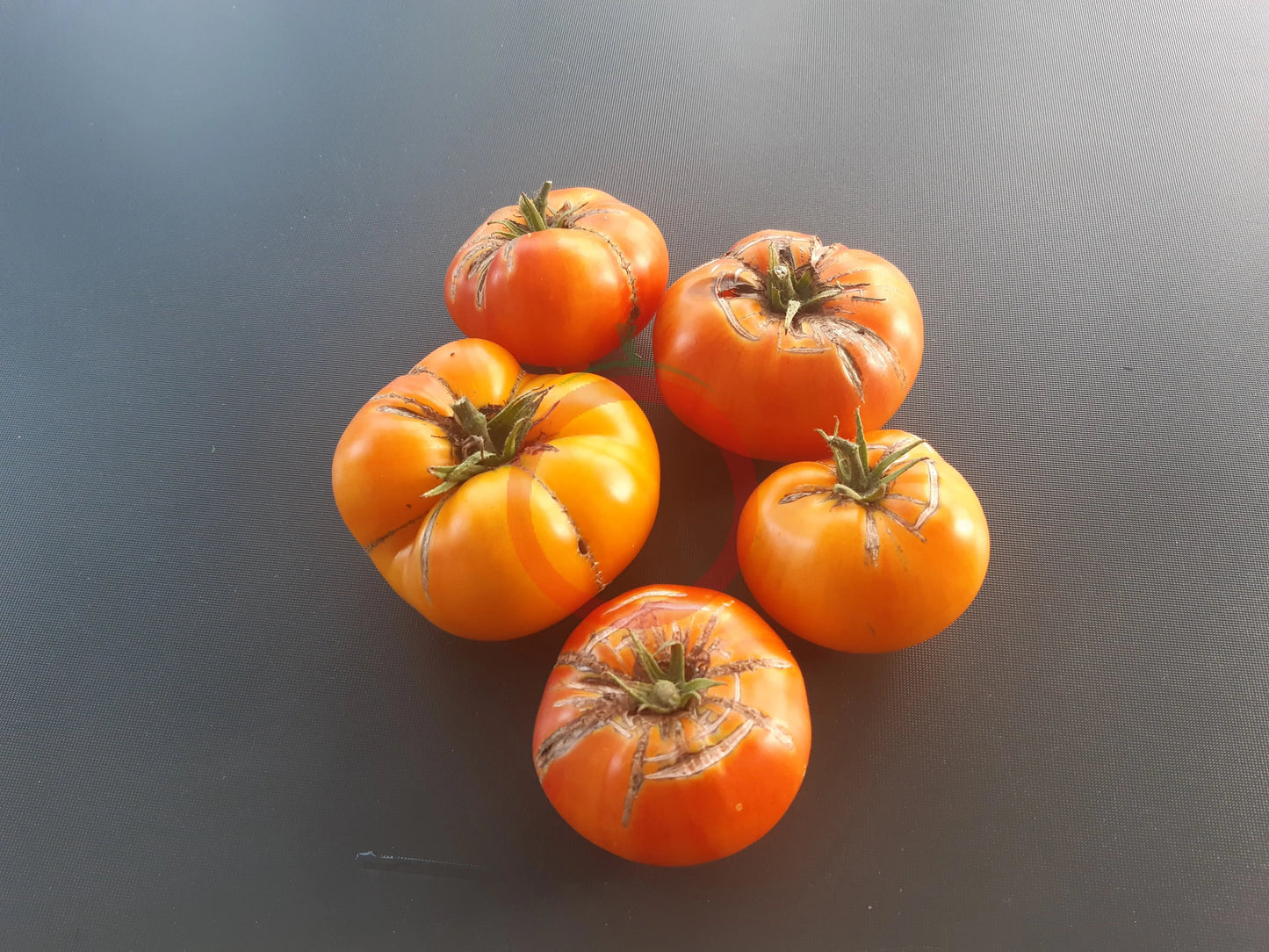 Ananas DER TOMATENFLÜSTERER