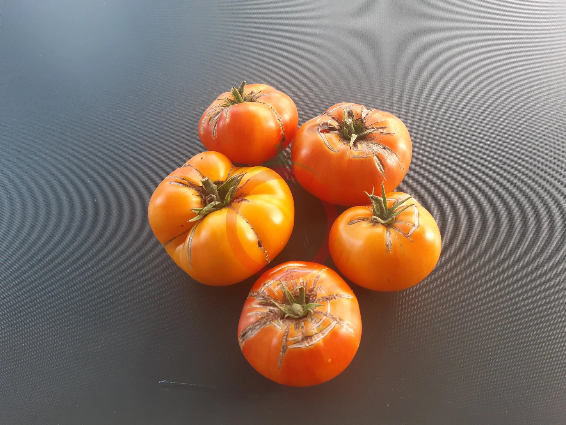 Ananas DER TOMATENFLÜSTERER