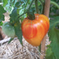 Ananas Heart DER TOMATENFLÜSTERER