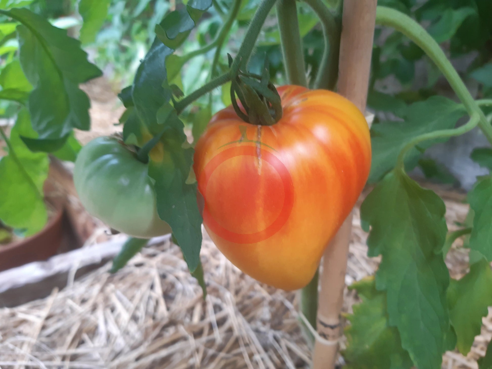 Ananas Heart DER TOMATENFLÜSTERER