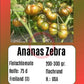 Ananas Zebra DER TOMATENFLÜSTERER