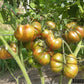 Ananas Zebra DER TOMATENFLÜSTERER