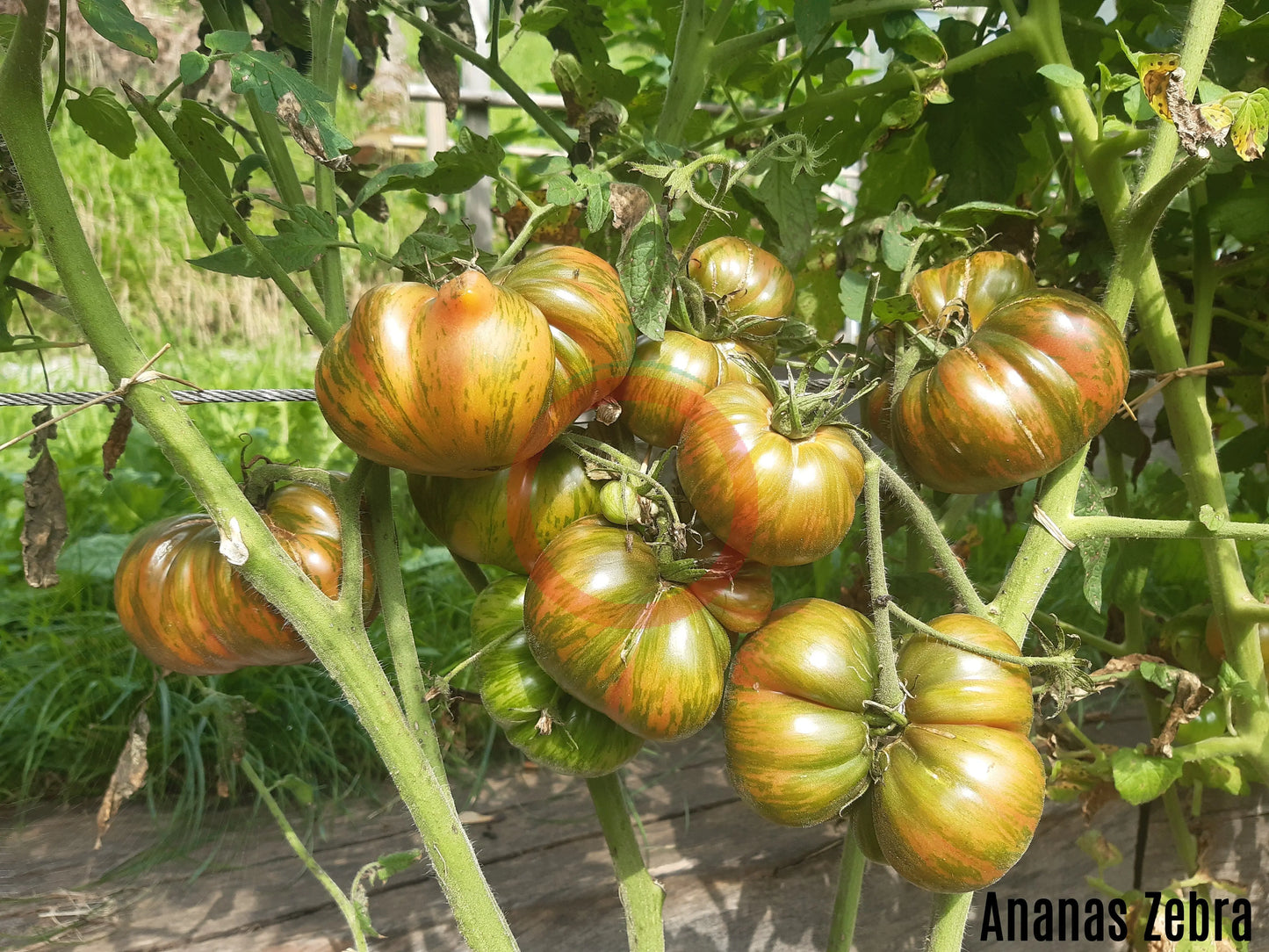 Ananas Zebra DER TOMATENFLÜSTERER