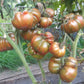 Ananas Zebra DER TOMATENFLÜSTERER