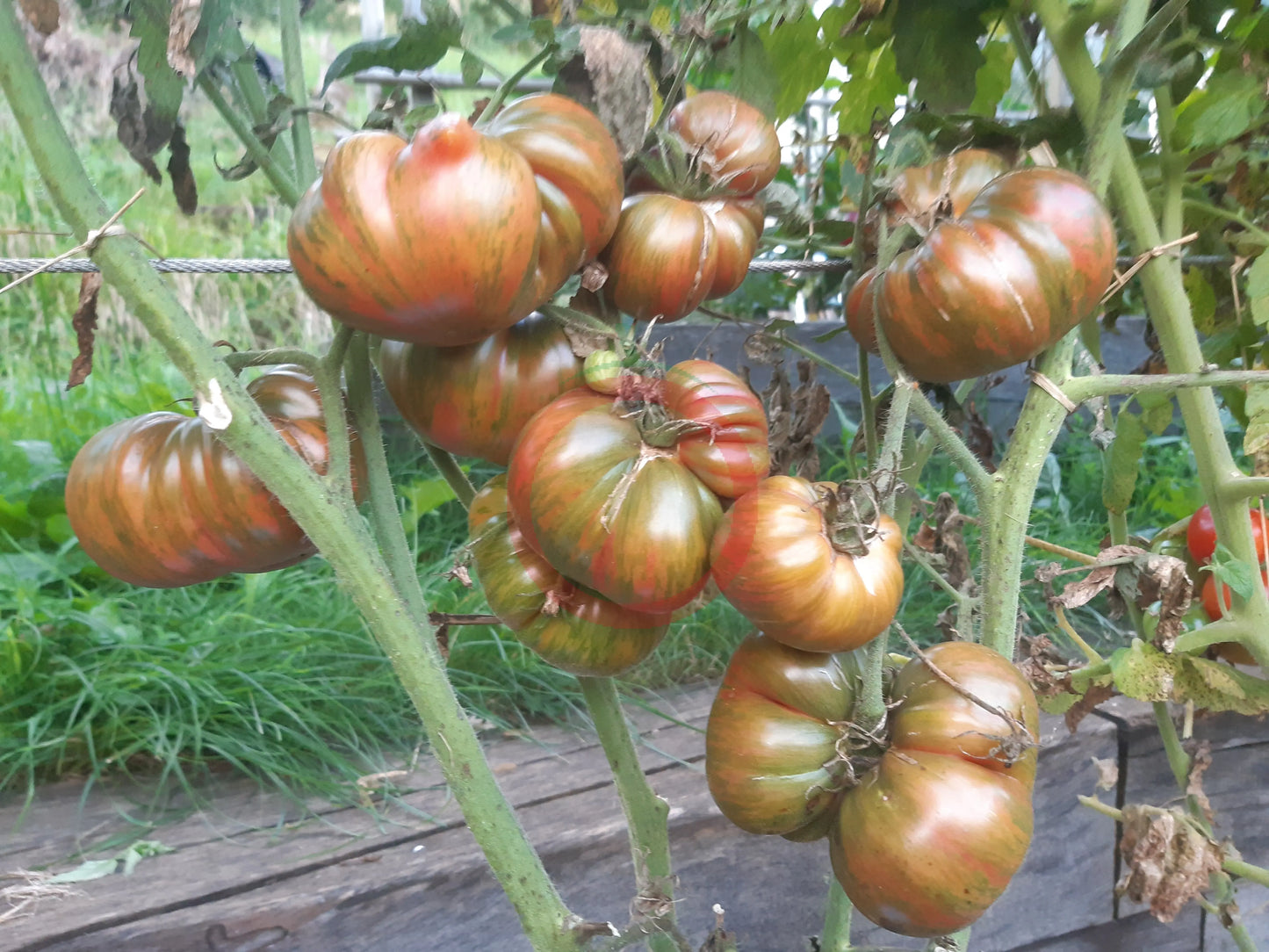 Ananas Zebra DER TOMATENFLÜSTERER