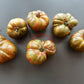 Ananas Zebra DER TOMATENFLÜSTERER
