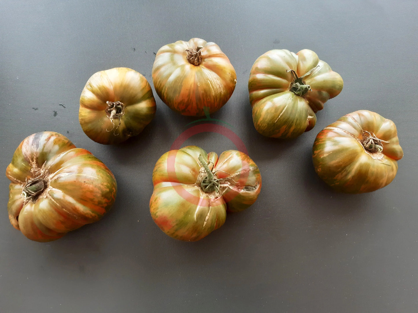 Ananas Zebra DER TOMATENFLÜSTERER