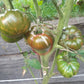 Ananas Zebra DER TOMATENFLÜSTERER