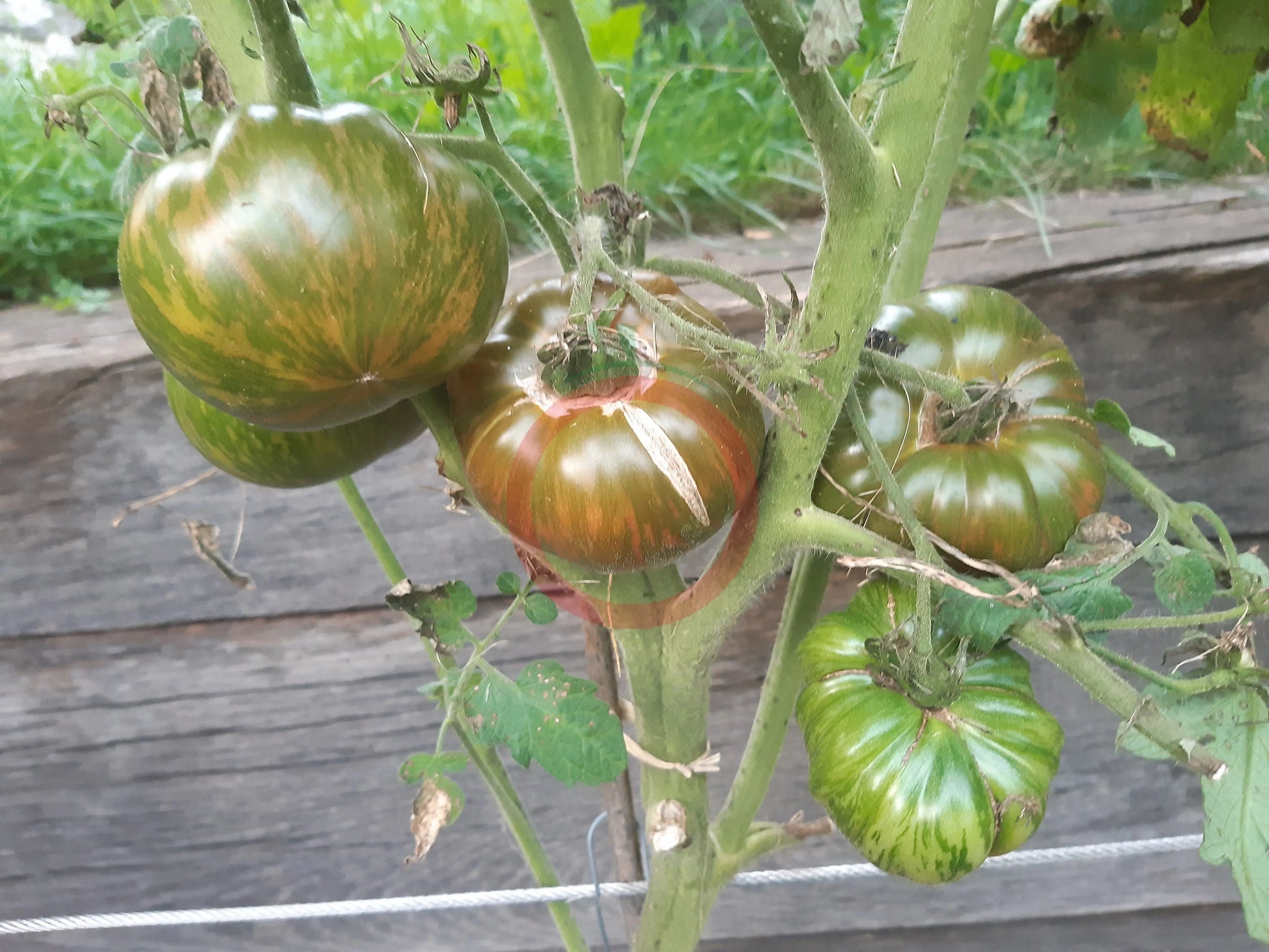 Ananas Zebra DER TOMATENFLÜSTERER