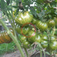 Ananas Zebra DER TOMATENFLÜSTERER