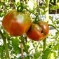 Ananasnoe Serdze DER TOMATENFLÜSTERER