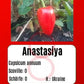Anastasiya DER TOMATENFLÜSTERER
