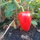 Anastasiya DER TOMATENFLÜSTERER
