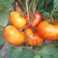 Anawine DER TOMATENFLÜSTERER