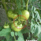 Anawine DER TOMATENFLÜSTERER