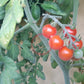 Angora Super Sweet DER TOMATENFLÜSTERER