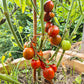 Ania DER TOMATENFLÜSTERER
